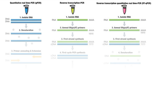 Webinar: How to Optimize qPCR Assays for Rapid & Reproducible Results