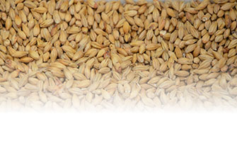 Beer Brewing and Dissolved Oxygen