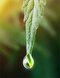 Drop Fall off of Leaf