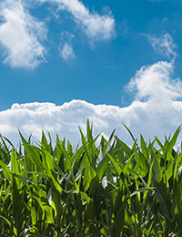 Corn Field
