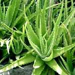 aloe coating may prolong freshness