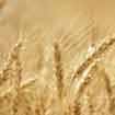 A choice of cereal grains