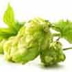 Hops, the 