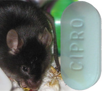 mouse antibiotic