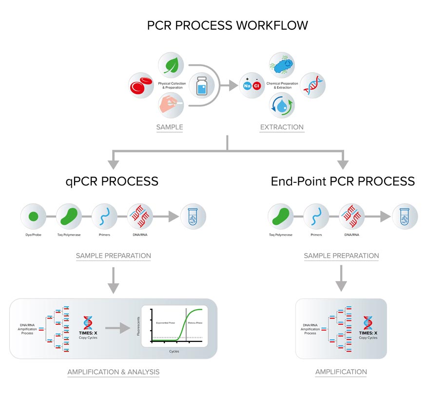 Polymerase Chain Reaction (PCR) Process Steps