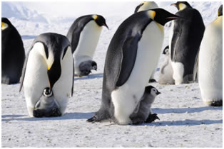 Antarctica: Ripe for Expedition